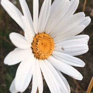 Meet your Posher, Skylar